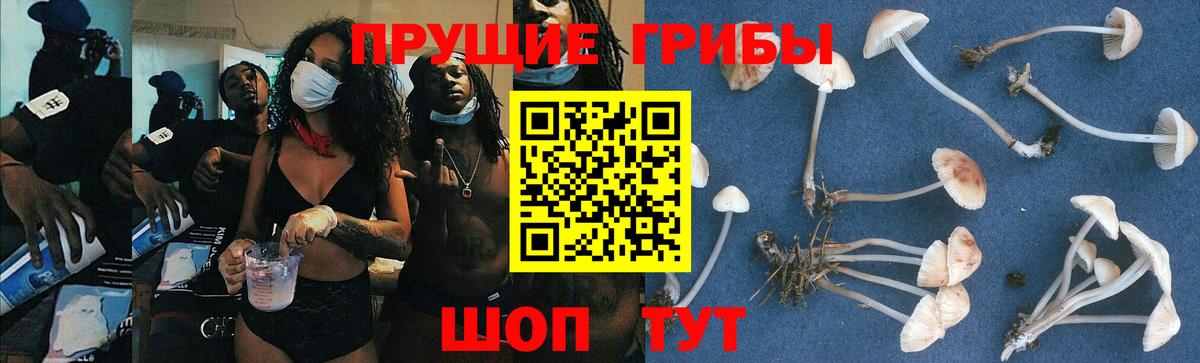 Галлюциногенные грибы прущие грибы  Вход с VPN  Александров 